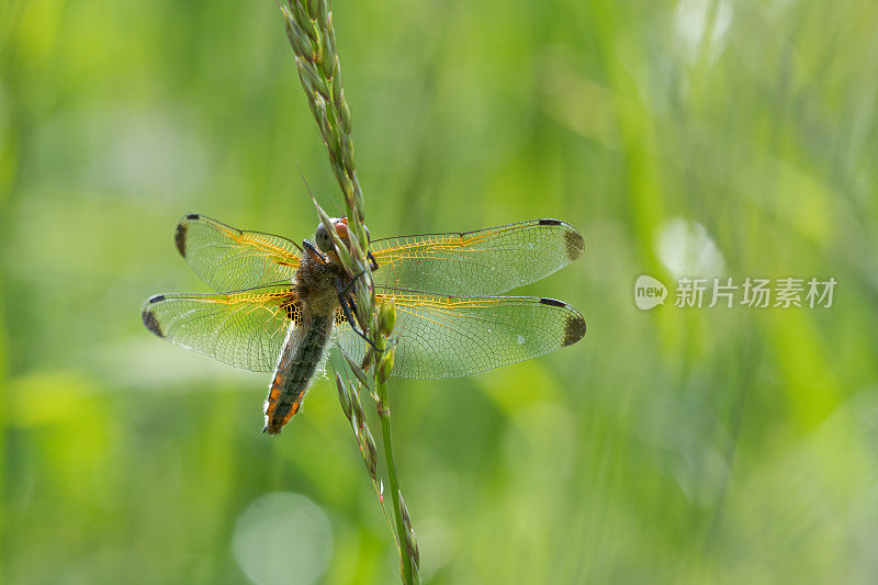 四斑蜻蜓(Libellula quadrimaculata)